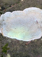 Pertusaria