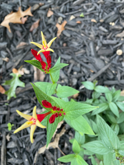 Spigelia
