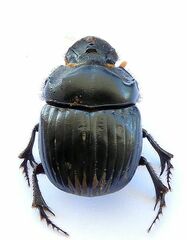 Dichotomius colonicus