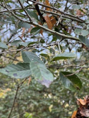 Frangula caroliniana