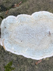 Pertusaria