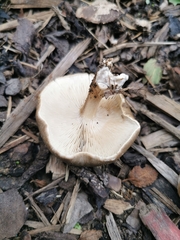 Melanoleuca