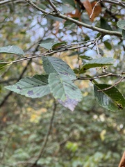 Frangula caroliniana