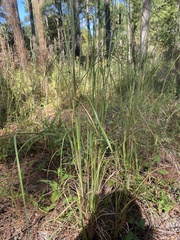 Andropogon virginicus virginicus