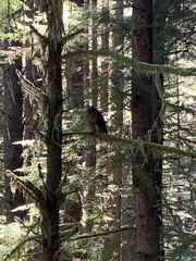 Buteo jamaicensis alascensis
