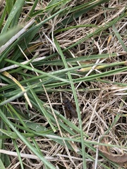 Eunemobius carolinus