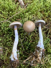 Cortinarius harvardensis