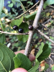 Rhamnus utilis
