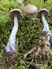 Cortinarius harvardensis