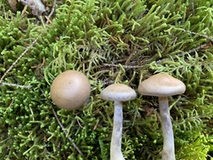 Cortinarius harvardensis