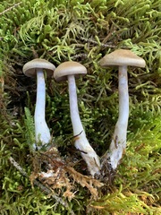 Cortinarius harvardensis