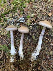 Cortinarius harvardensis