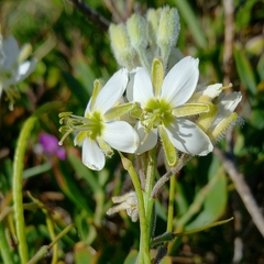 Heliophila linearis