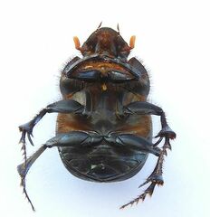 Dichotomius colonicus