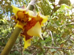 Oncidium