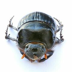 Dichotomius colonicus