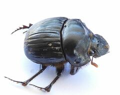 Dichotomius colonicus