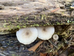 Arrhenia epichysium