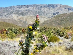 Protea eximia