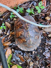 Terrapene carolina major