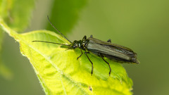 Oedemera