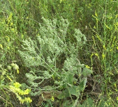 Salvia aethiopis