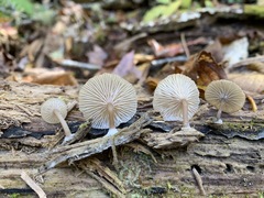 Arrhenia epichysium