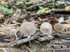 Arrhenia epichysium