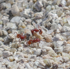 Pogonomyrmex occidentalis