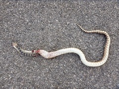 Pituophis catenifer affinis