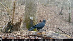 Corvus
