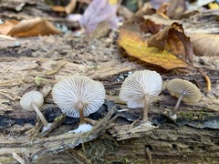 Arrhenia epichysium
