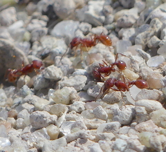 Pogonomyrmex occidentalis