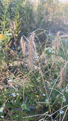 Elymus canadensis