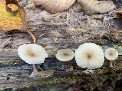 Arrhenia epichysium
