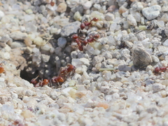 Pogonomyrmex occidentalis