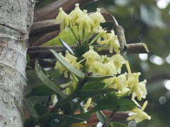 Epidendrum