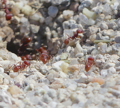 Pogonomyrmex occidentalis
