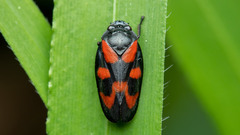 Cercopis vulnerata