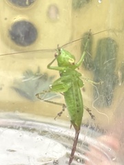Tettigoniidea
