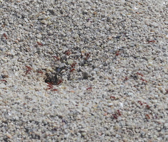 Pogonomyrmex occidentalis