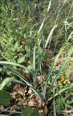 Zephyranthes drummondii