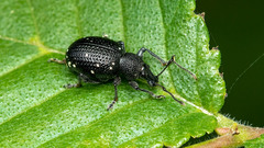 Otiorhynchus gemmatus