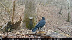 Corvus
