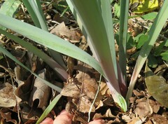Zephyranthes drummondii