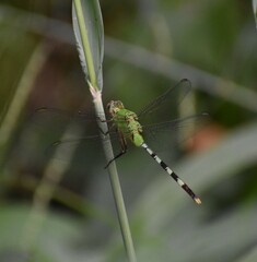 Erythemis vesiculosa