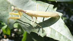 Hierodula transcaucasica