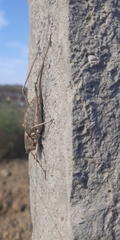 Paradrymadusa galitzini