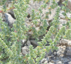Halogeton