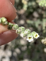 Heliotropium bacciferum